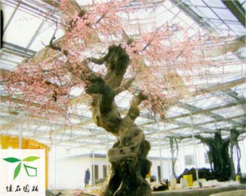 成都仿真梅花樹合作客戶